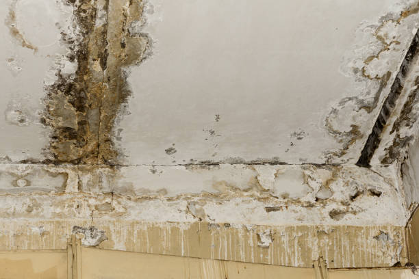 Mold Removal for HVAC Installations in Louisville, KY